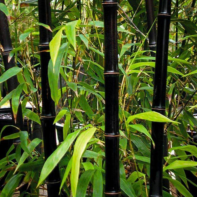 Black Bamboo For Sale The Tree Center