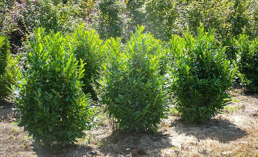 English Cherry Laurel For Sale Online The Tree Center