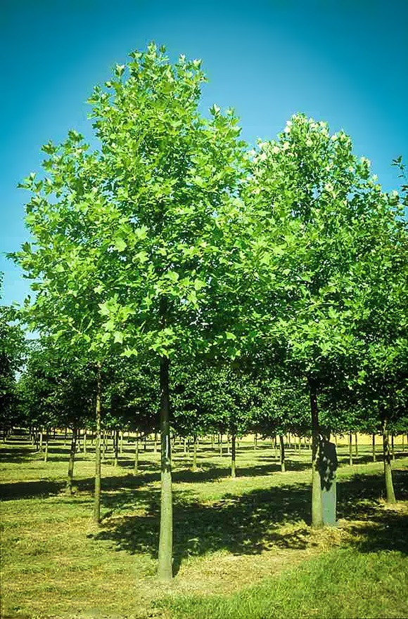 Hybrid Poplar For Sale Online The Tree Center