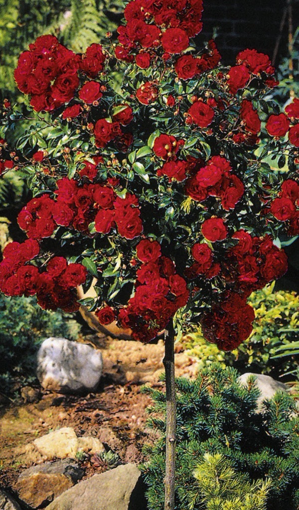 Knockout Rose Tree For Sale Online The Tree Center