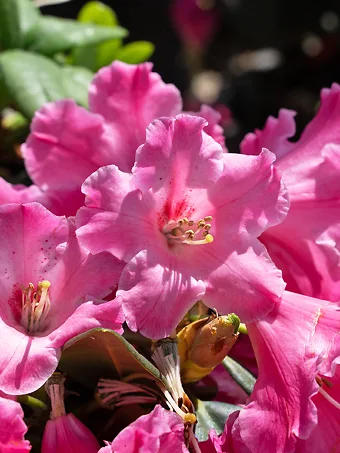 Hallelujah Rhododendron