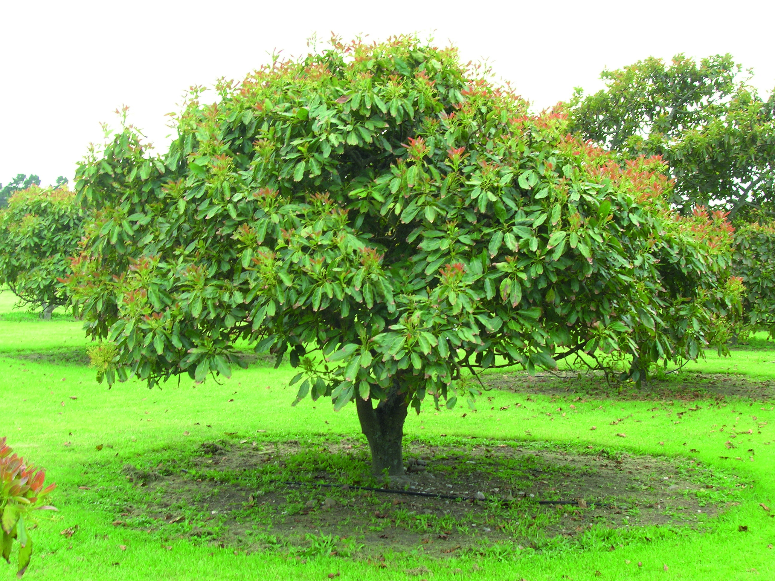 Day Avocado Tree Height