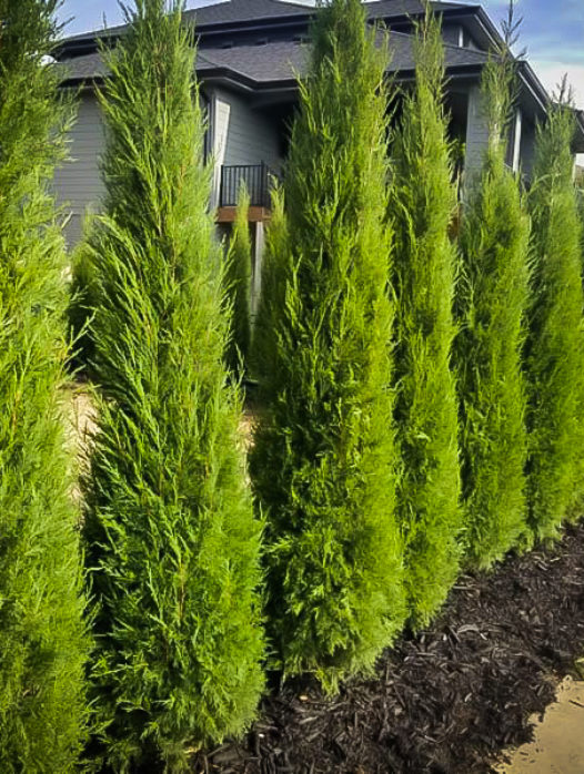Moonglow Juniper For Sale Online The Tree Center