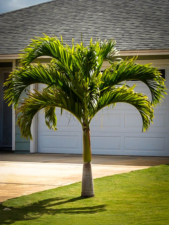 Christmas Palm Trees For Sale Online | The Tree Center