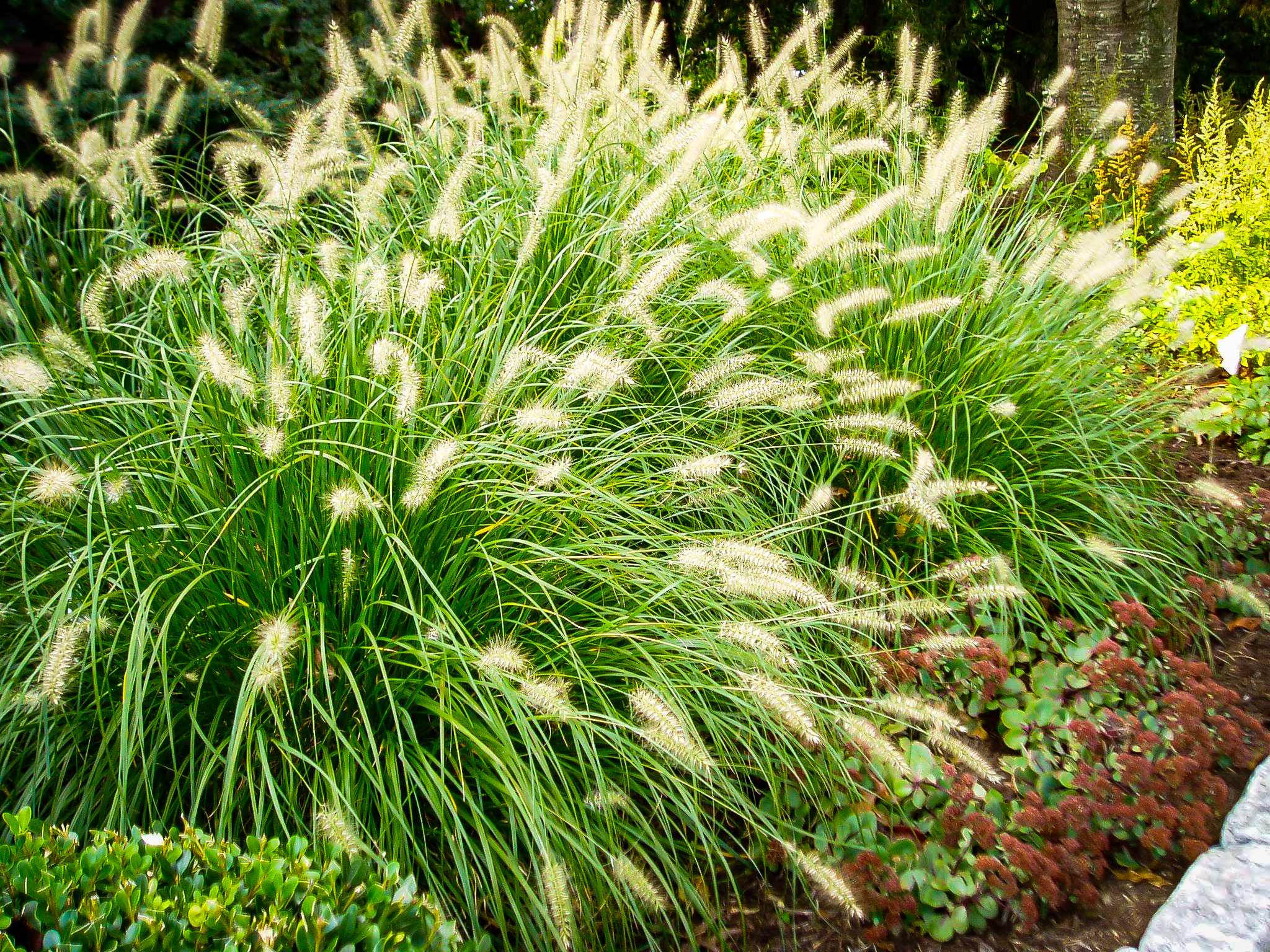 Ornamental Grass Seed Pennisetum Alopecuroides Seeds