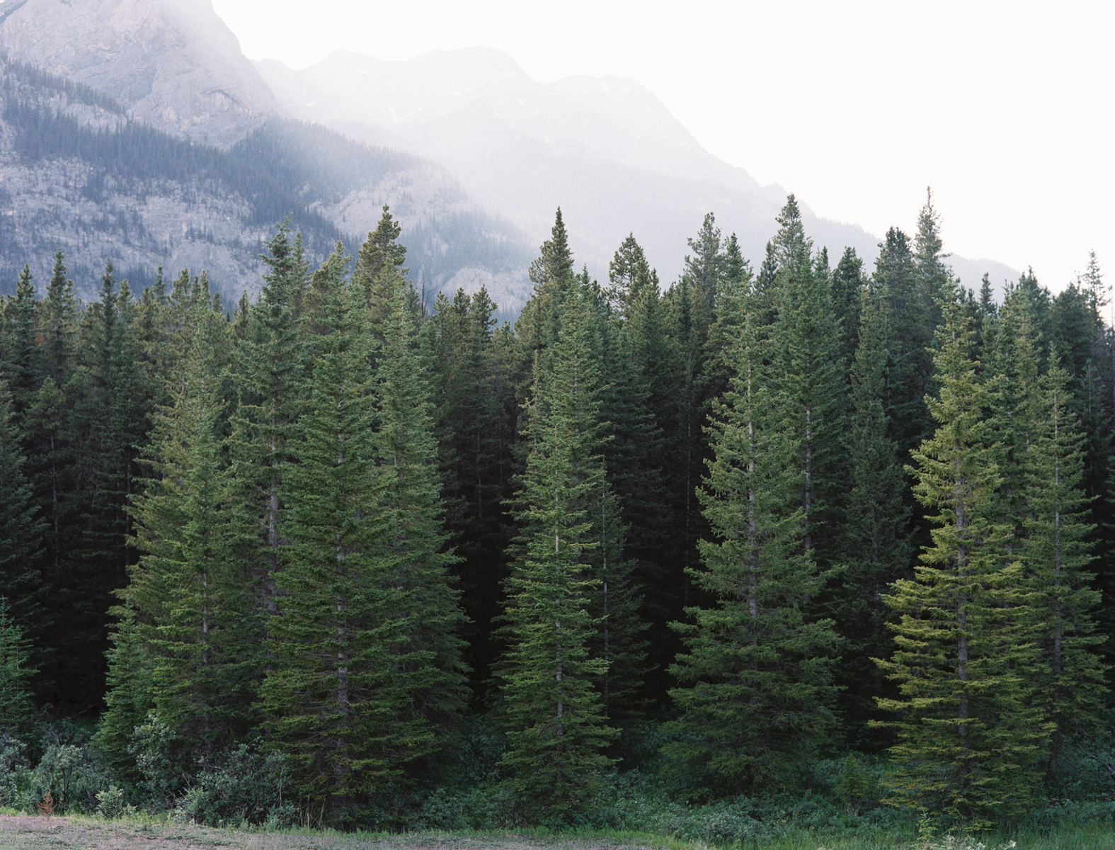 Types Of Evergreen Trees | The Tree Center™