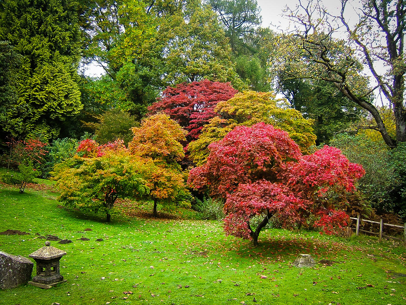 The Complete Japanese Maple Guide | The Tree Center™