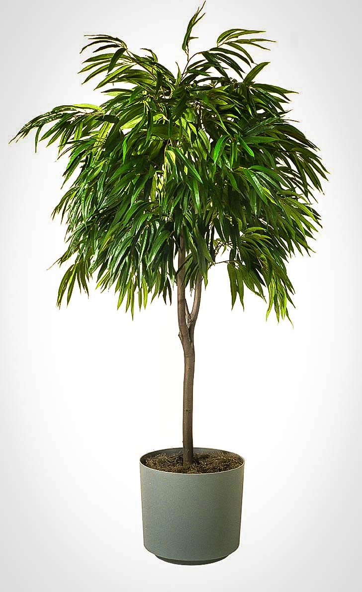 Long Leaf Ficus Trees For Sale Online The Tree Center