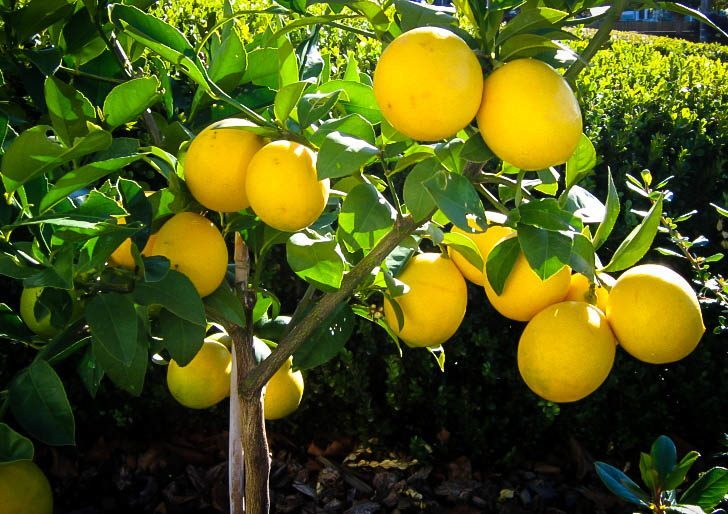 Lemon Tree Size Chart