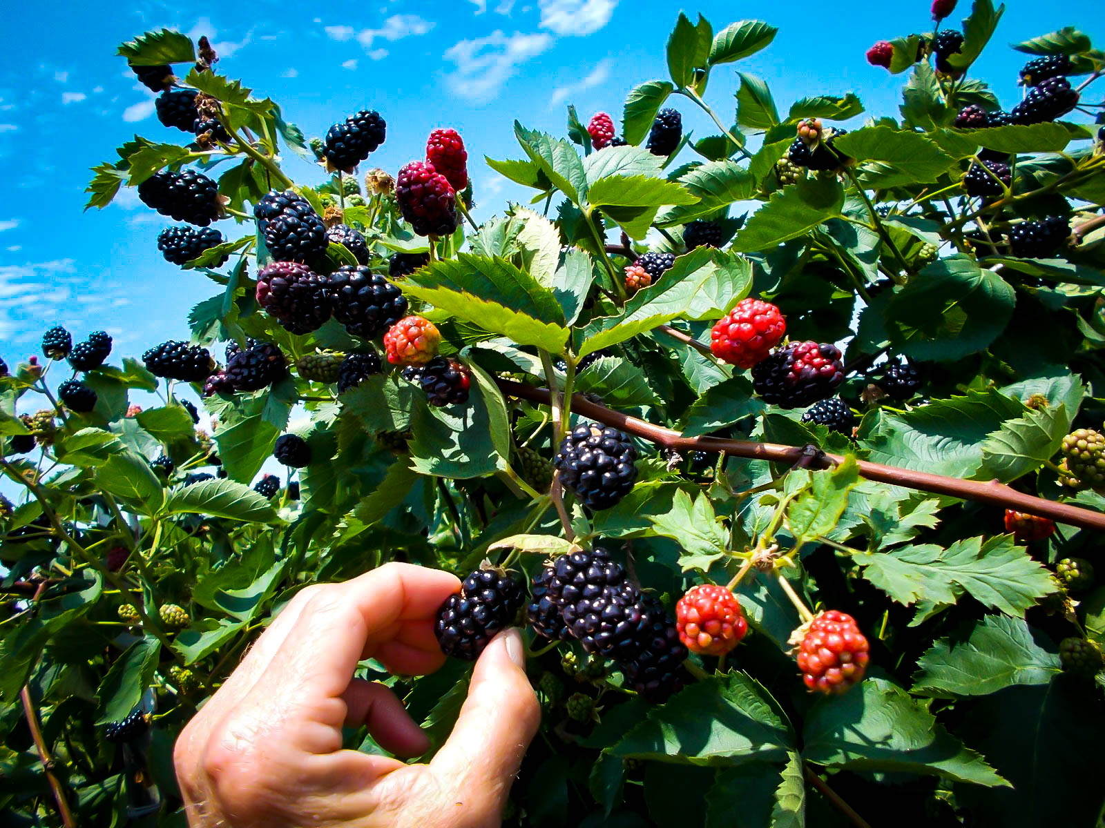 Navaho Thornless Blackberry Bushes For Sale | The Tree Center
