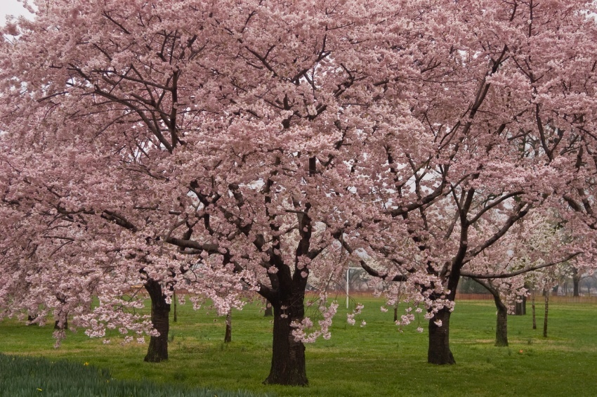 Cherry Blossom Tree Roots Near House