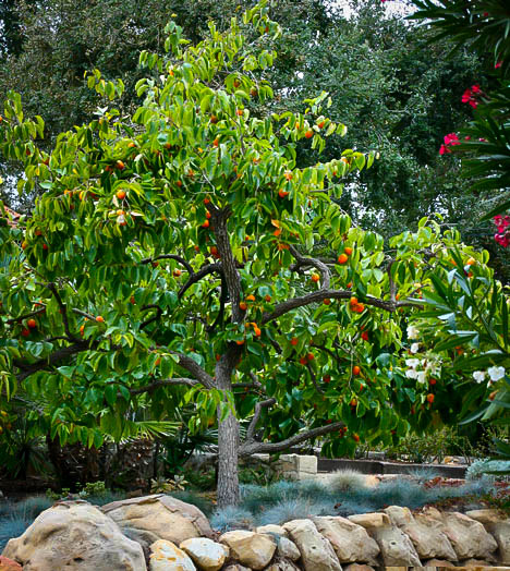2 Giant Jiro Persimmon Fruit Tree 12-14 Inch Flowering Fruit Trees Live Plant Yard Garden Outdoor Living Tipidkorpolri Plants Seeds Bulbs