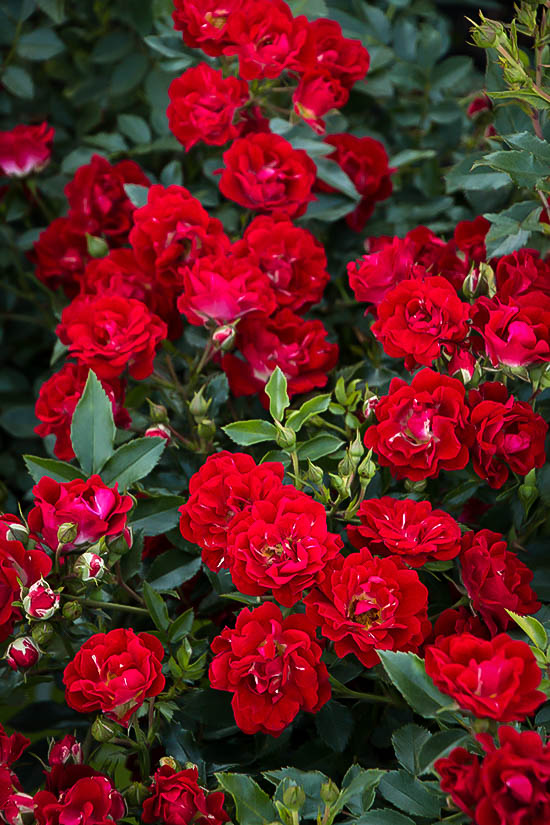 Red Drift Rose Bushes For Sale Online The Tree Center