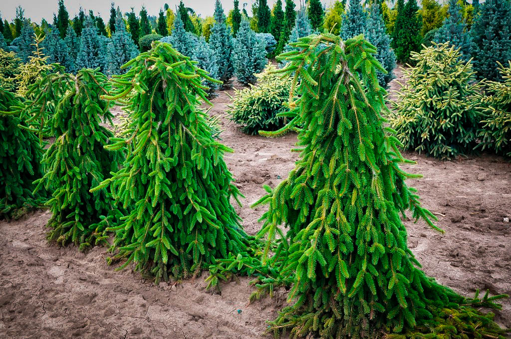 Weeping Norway Spruce For Sale Online 